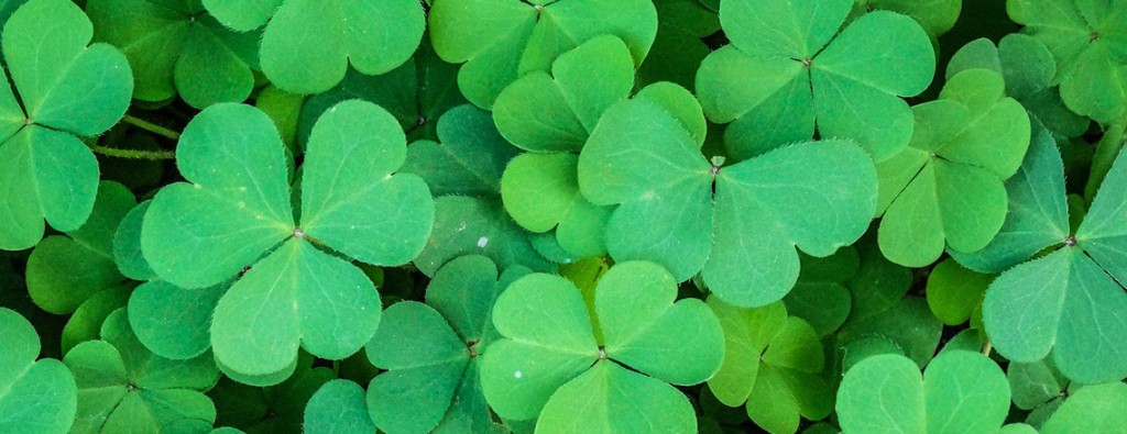 picture of clovers